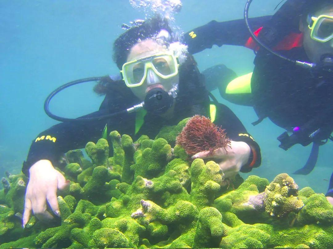 救援海盗章鱼